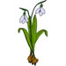 Snowdrop-75.jpg~original